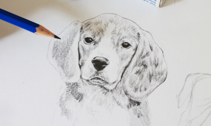 Learn Shading Drawing Of Animals Free How To Draw A Dog: A Step-By-Step Tutorial Pics