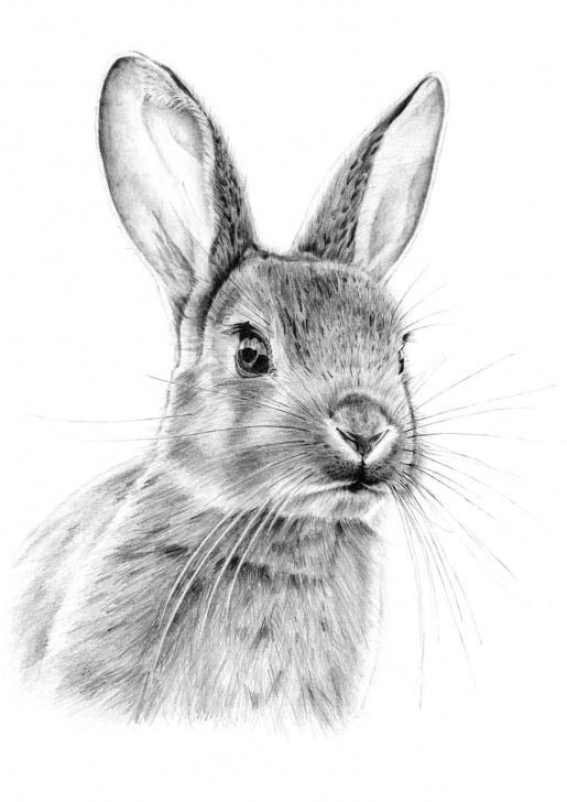 Learning Bunny Pencil Drawing Easy Pencil Bunny From Eatsleepdraw | Animals And Other Critters To Color Photo