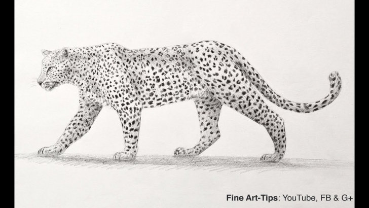 Learning Leopard Pencil Drawing Courses How To Draw A Leopard With Pencil - Big Cat Images
