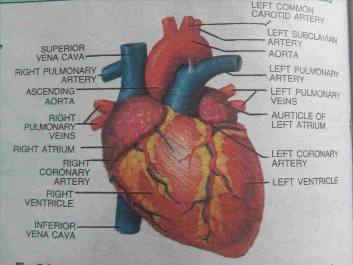 Learning Pencil Sketch Of Human Heart Lessons Drawingrhanimalialifeclub Sketch U Linesaysrhlinesaysorg Pencil Pic