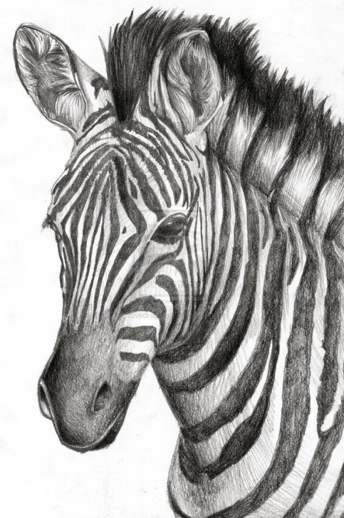 Marvelous Zebra Pencil Drawing Tutorials A Zebra Drawing I Drew For A Friend's Graduation Present Way Back In Pic