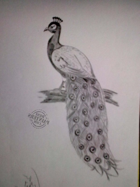 Peacock Pencil Drawing