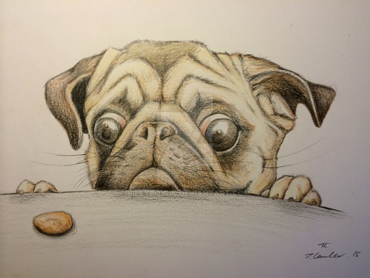 Most Inspiring Pug Pencil Drawing Techniques Hungry Pug Dog Pencil Drawing By Billyboyuk On Deviantart Images