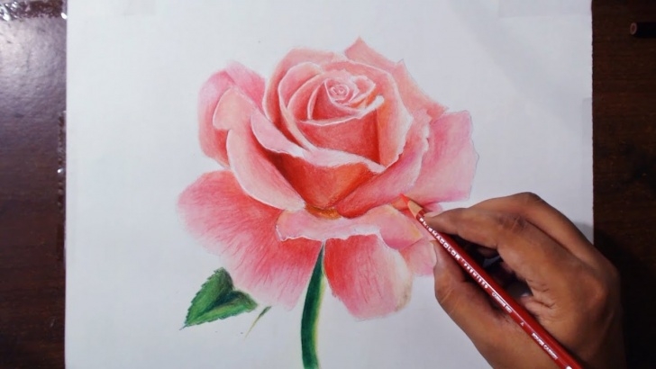 Most Inspiring Rose Color Pencil Drawing Techniques Drawing A Rose - Flower Drawing Series 1 - Prismacolor Pencils Pictures