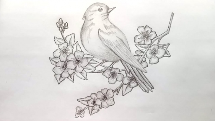 Nice Bird Drawing Pencil Easy How To Draw A Bird With Pencil Sketch.step By Step(Easy Draw) Pic