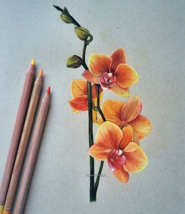 Flower Colour Pencil Drawing
