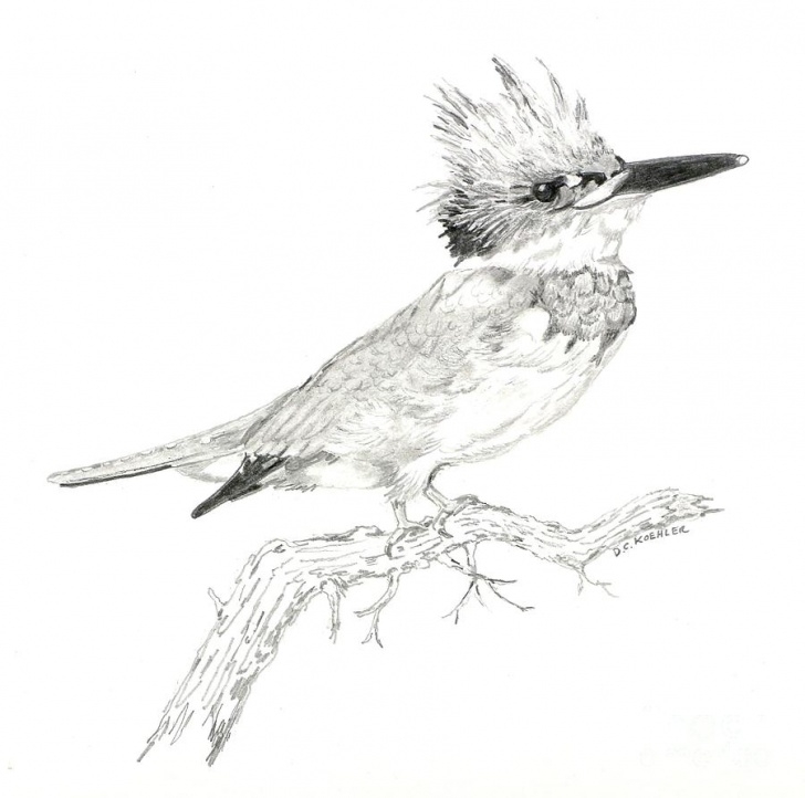 Nice Kingfisher Pencil Drawing Tutorials Kingfisher Sketch At Paintingvalley | Explore Collection Of Picture