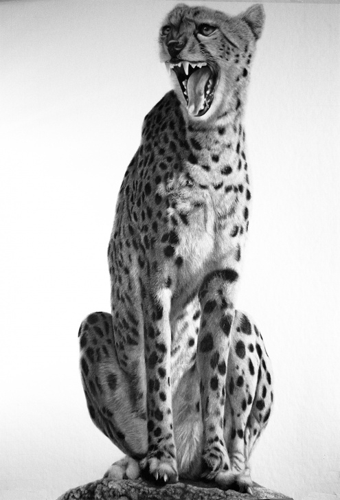 Outstanding Animal Pencil Art Techniques Realistic Pencil Drawings Of Wild-Life From Different Artist All Pictures
