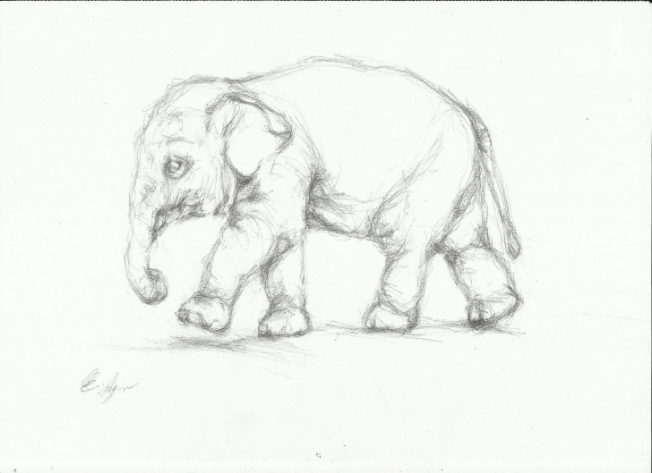 Outstanding Elephant Pencil Art for Beginners Baby Elephant Pencil Sketch And Pencil Sketches Of Elephants Pencil Pic