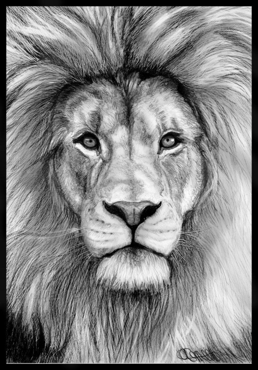 Lion Face Pencil Drawing
