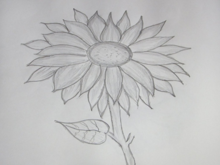Outstanding Sunflower Pencil Sketch Simple Sunflower Drawing In Pencil And Drawings Of Sunflowers Drawings Of Picture