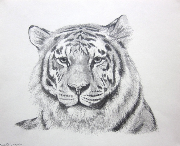 Outstanding Tiger Pencil Drawing Techniques for Beginners Tiger Pencil Drawing At Paintingvalley | Explore Collection Of Photo