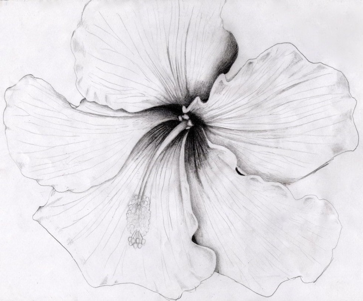 Popular Hibiscus Flower Pencil Drawing Tutorial Hibiscus By O0Starrieskye0O.deviantart On @deviantart Photos