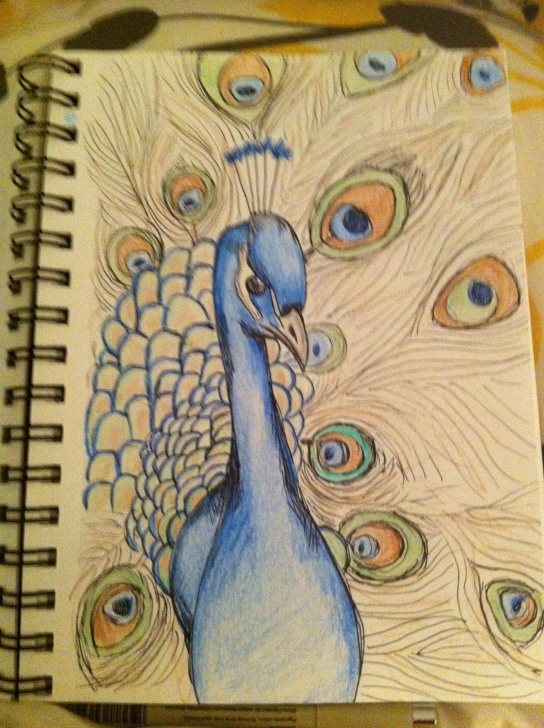 Popular Peacock Pencil Sketch Drawing Free Peacock Drawing From My Art Journal | Art Journal | Peacock Drawing Images