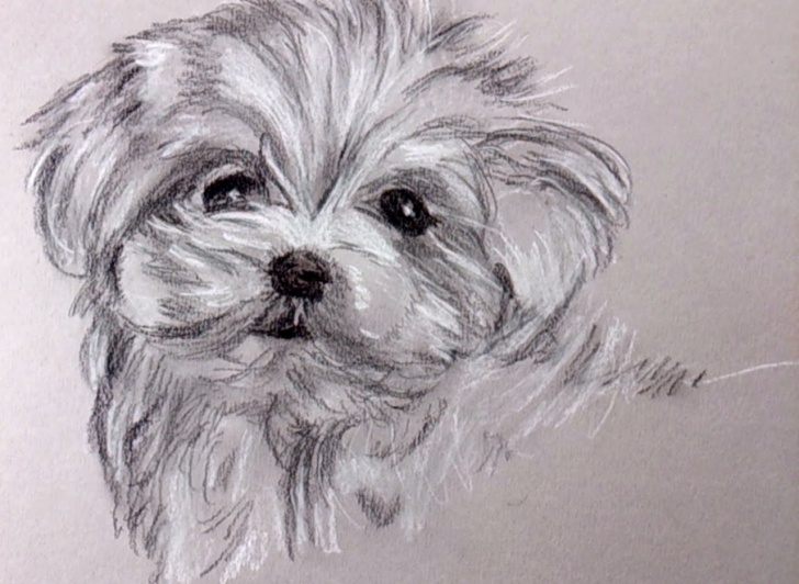 Popular Pencil Drawings Of Puppies Ideas Pencil Sketch Of Puppy And Pencil Sketches Of Puppies Pencil Pictures