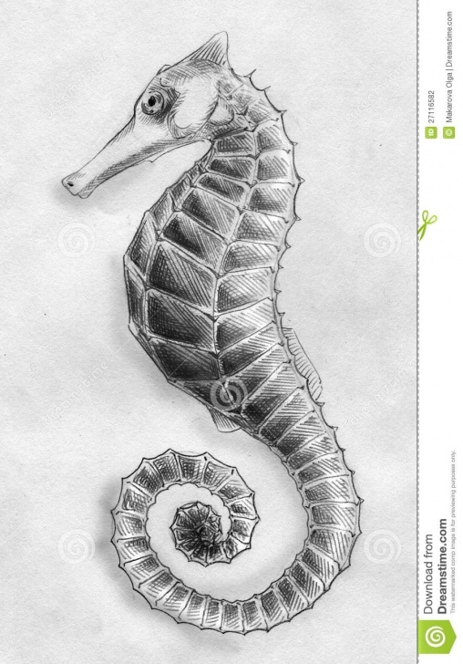 Popular Seahorse Pencil Drawing Tutorial Sea Horse Pencil Sketch Stock Illustration. Illustration Of Animal Pictures