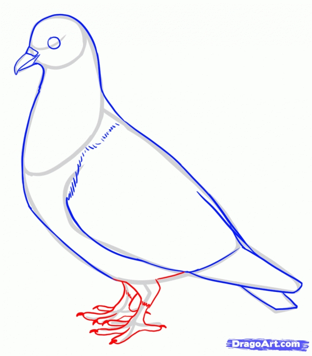 Remarkable Pigeon Pencil Sketch Step by Step How To Draw A Pigeon | Diy Card Ideas | Drawings, Bird Drawings Images