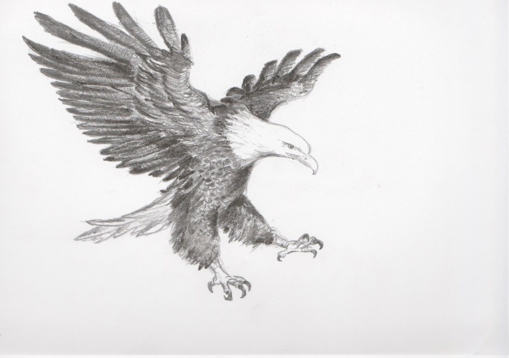 Stunning Eagle Pencil Sketch Simple My Life And Around Me: Flying Eagle | Scouts In 2019 | Eagle Drawing Pics