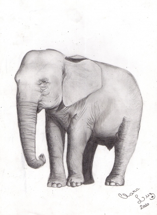 Stunning Elephant Pencil Art Tutorial Elephant Pencil Sketch At Paintingvalley | Explore Collection Of Image