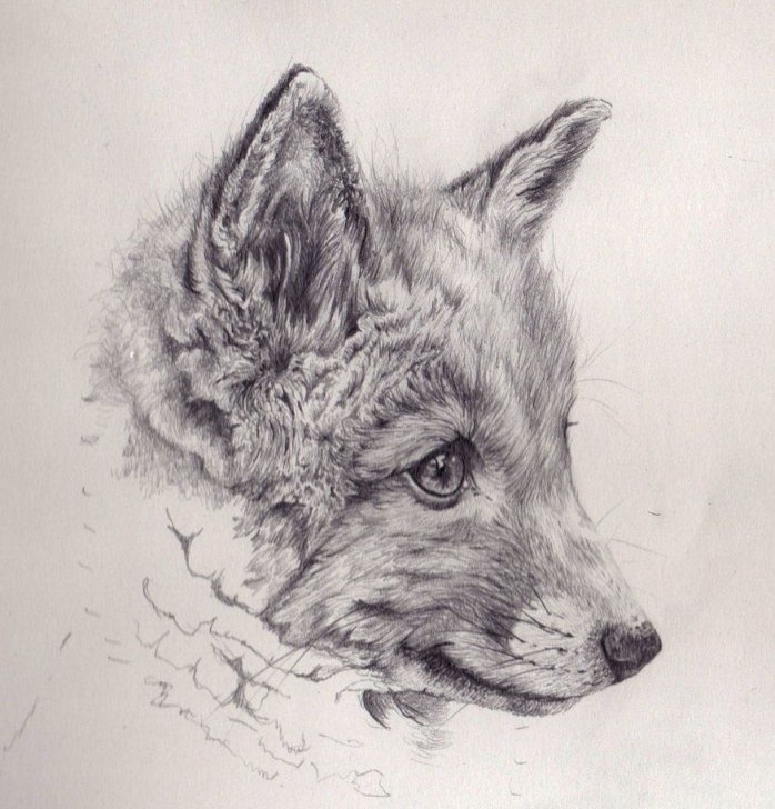 Stunning Fox Pencil Drawing Simple Cool Fox Drawings | Fox Cub Mechanical Pencil Drawing By Akdizzle Pics