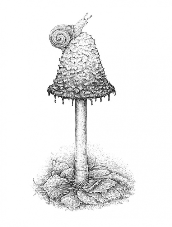 Stunning Mushroom Drawings Pencil Simple How To Draw A Mushroom - Pen And Ink Images