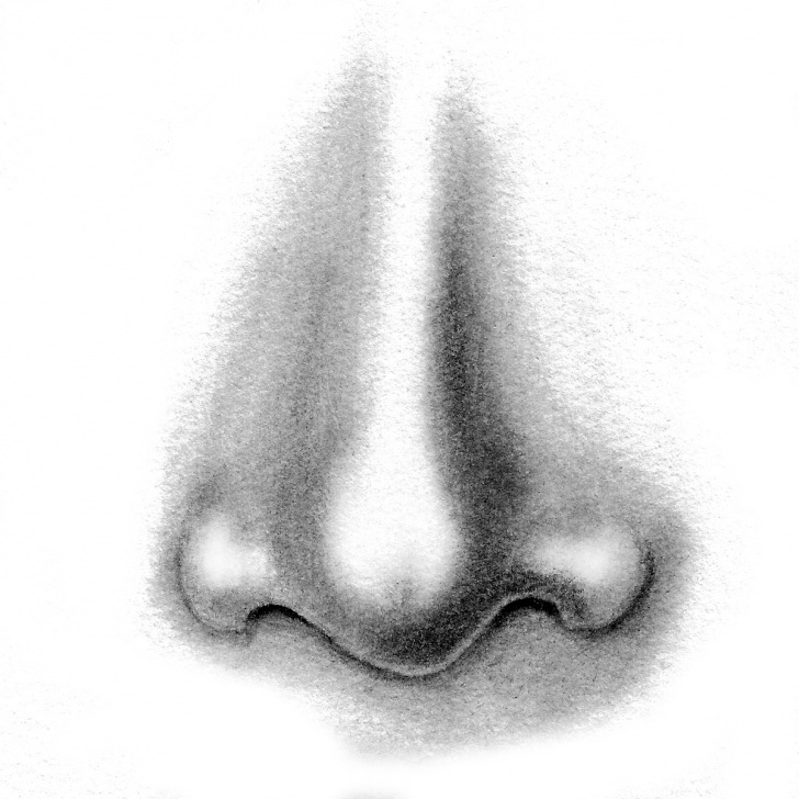 Stunning Nose Pencil Drawing Ideas Nose Pencil Sketch At Paintingvalley | Explore Collection Of Pic
