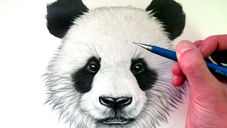 Panda Drawing Realistic