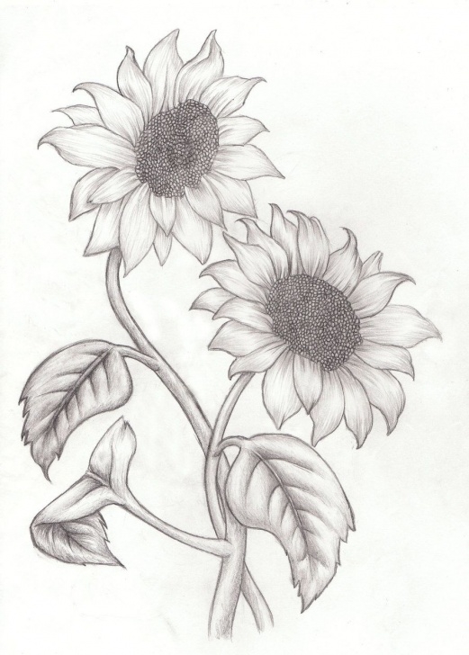 Stunning Sunflower Pencil Sketch Simple How To Draw Sunflowers - Google Search | Drawings Of Flowers In 2019 Pics