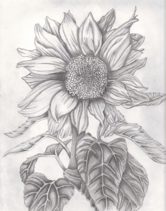 Stunning Sunflower Pencil Sketch Tutorial Sunflower Pencil Sketch At Paintingvalley | Explore Collection Images