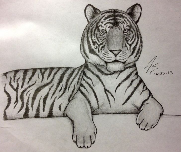 Stunning Tiger Pencil Sketch Free Pencil Sketch Of Tiger Face And Drawings Of Tigers In Pencil Pics