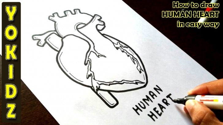 The Best Pencil Sketch Of Human Heart Lessons How To Draw Human Heart In Easy Way Photo
