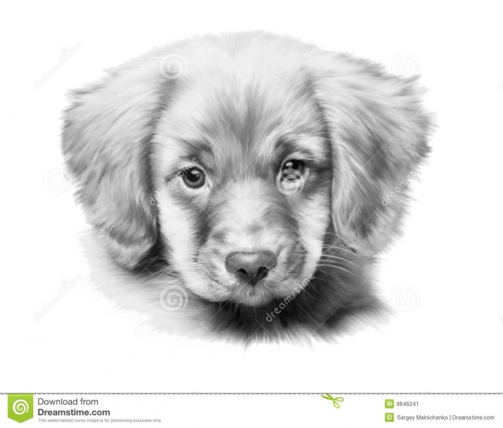 The Best Puppy Pencil Drawing Easy Puppy Stock Illustration. Illustration Of Background, Labrodor - 9646241 Picture