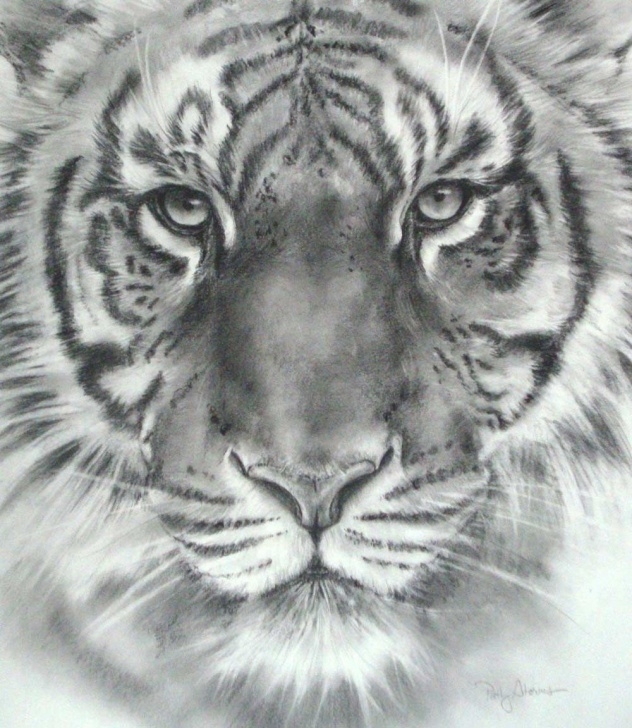 The Best Tiger Pencil Sketch Ideas Tiger Head Drawings In Pencil | Pencil Drawings | Pencil Drawings Photo