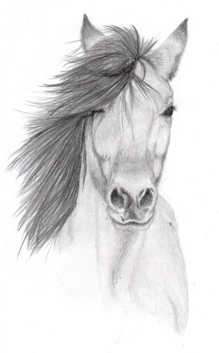 The Complete Animal Pencil Art Tutorials Pencil Sketches Of Animals | Horse Pencil Sketch By Vulpes Corsac Pics