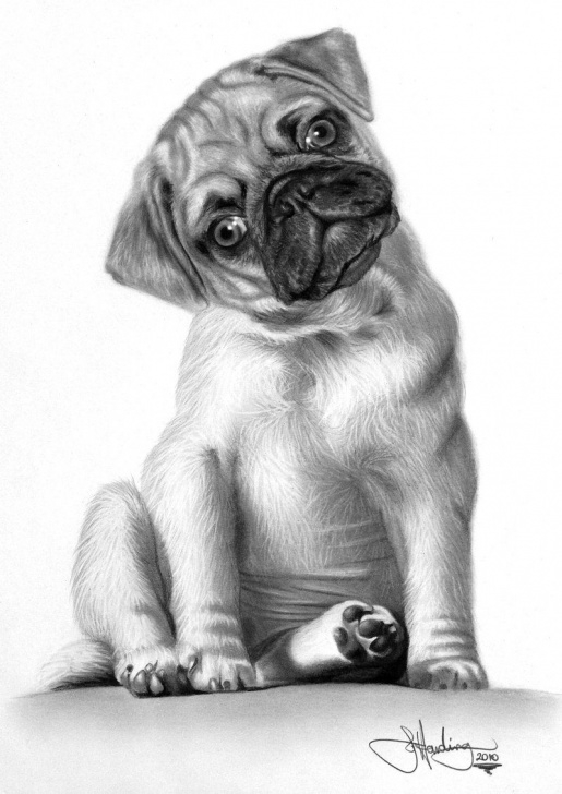 The Complete Pug Pencil Drawing Tutorial Pin By Linda Morris Depetre On It's A Pugs Life | Pug Art, Pugs Photo