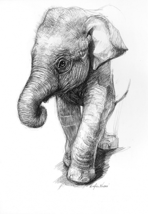 The Most Famous Elephant Pencil Art Techniques Pencil Drawings Of Baby Elephants Portrait Drawings Elephant Photos
