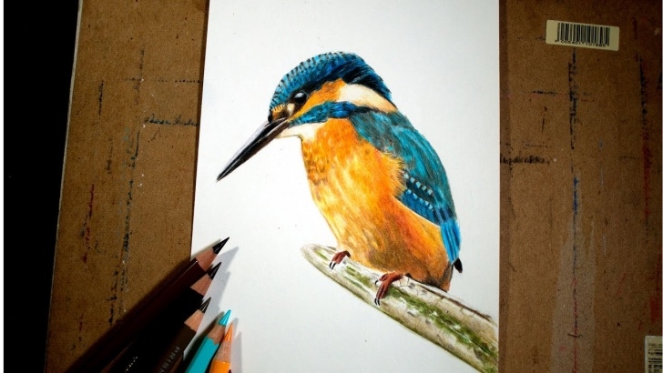 The Most Famous Kingfisher Pencil Drawing Easy How To: Drawing A Kingfisher In Colored Pencil Photos