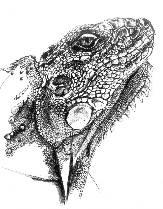 Lizard Pencil Drawing