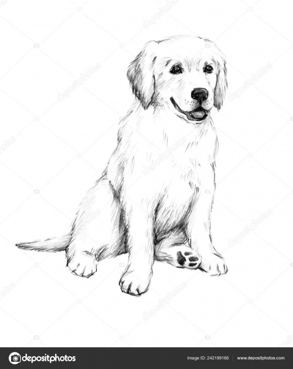 Top Dog Pencil Sketch Courses Animal Sketch Pencil Drawing Dog Cute Little Puppy Illustration Pet Pictures