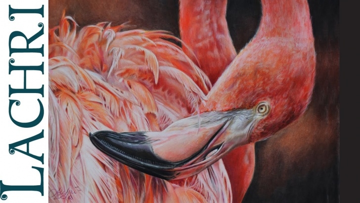 Top Flamingo Pencil Drawing Step by Step Drawing A Flamingo In Colored Pencil - Tutorial W/ Lachri Images