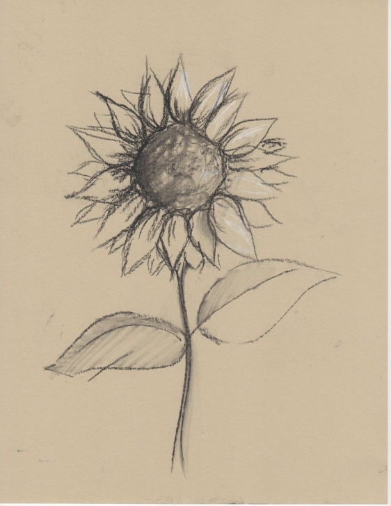 Top Sunflower Pencil Sketch Courses Sunflower Pencil Drawing And Black+And+White+Sketches+Of+Flowers Photo