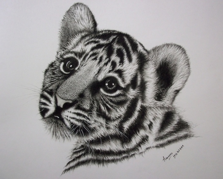 Top Tiger Face Drawing Pencil Tutorial Pencil Sketch Of Tiger Face And Tiger Face Pencil Drawing Charcoal Photo