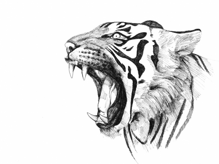 Top Tiger Pencil Sketch Techniques for Beginners Tiger Pencil Drawing Images At Paintingvalley | Explore Pic