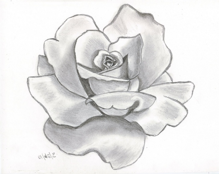 Wonderful 3D Rose Pensil Sketch Step By Step Techniques 3D Rose Drawing At Getdrawings | Free For Personal Use 3D Rose Image