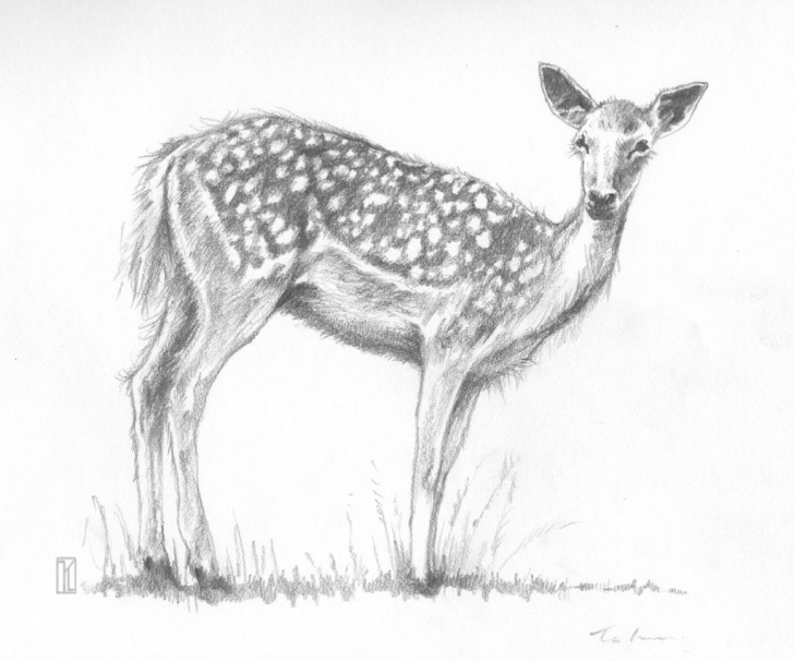 Wonderful Animal Pencil Art Techniques for Beginners Pencil Drawing Of Deer Animal Pencil Drawing Of Deer – Drawing Art Photo