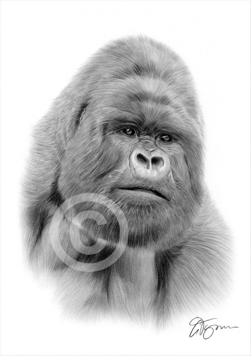 Wonderful Gorilla Pencil Drawing Techniques Gorilla Pencil Drawing Print - Wildlife Art - Artwork Signed By Artist Gary  Tymon - Ltd Ed 50 Prints - 2 Sizes - Silverback Animal Portrait Photo
