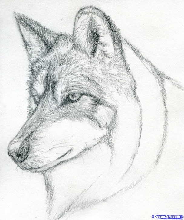 Wonderful Wolf Pencil Sketch Step by Step Easy Pencil Drawings Step By Step Wolf Learn How To Draw A Wolf Head Pics